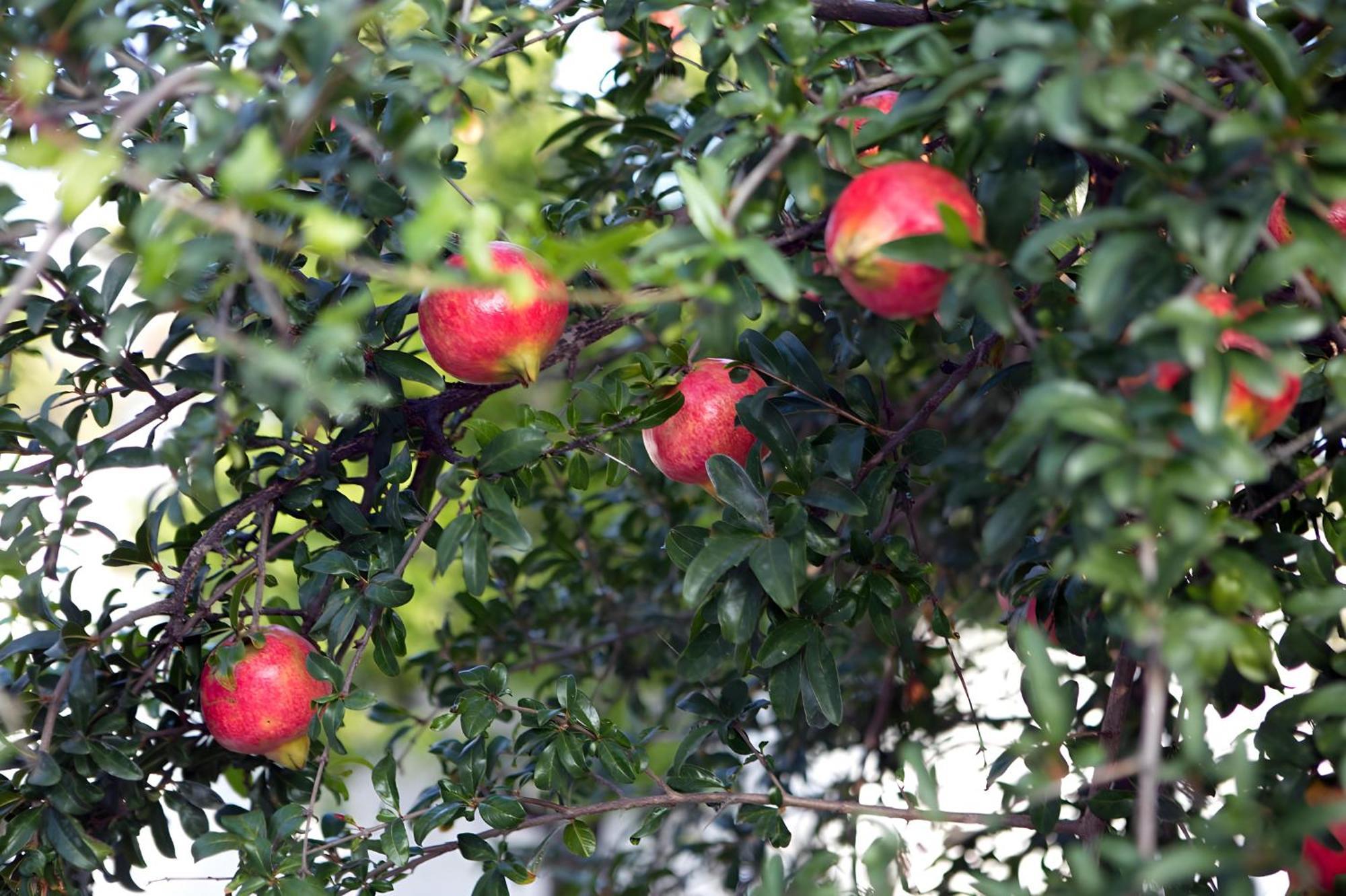 Nafplio Cottage-Grandma'S Yard Asíni Eksteriør billede
